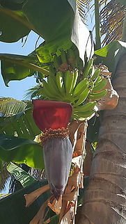 Bananas There are some bananas outside from the house I'm staying now Bananas,Geotagged,Mexico