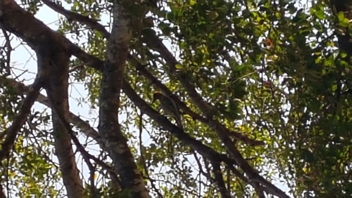 Woodpecker It was making the tipical noice when hitting the wood from the tree Fall,Geotagged,Mexico,Woodpecker