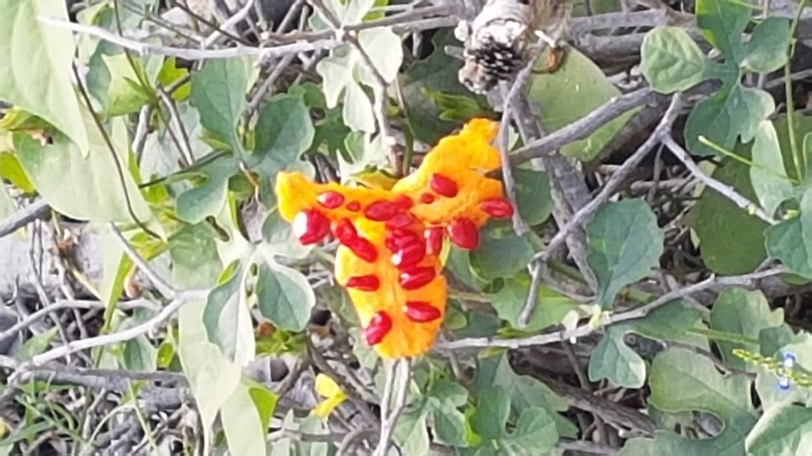 Wild watermelon It tastes as a watermelon, then it&#039;s known as the wild wateemelon on that zone Fall,Geotagged,Mexico,Momordica charantia,Wild watermelon