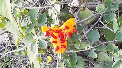 Wild watermelon It tastes as a watermelon, then it's known as the wild wateemelon on that zone Fall,Geotagged,Mexico,Momordica charantia,Wild watermelon