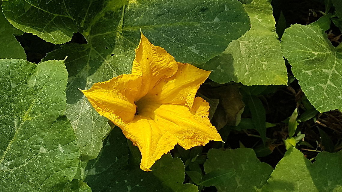 Pumpkin Flower There where some of them here Fall,Geotagged,Mexico,pumpkin flower