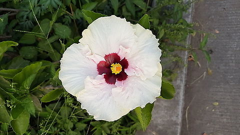 Pink Obelisc There are beautiful flowers on this place as you may see it Fall,Geotagged,Mexico,obelisc