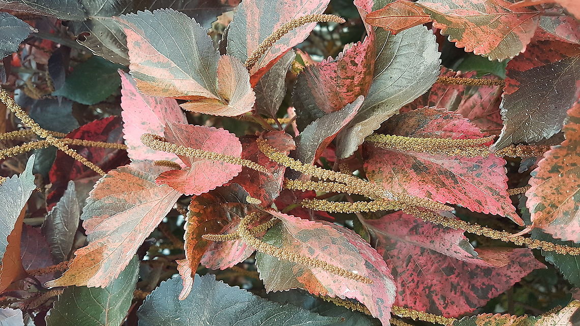 Red Plant with flowers on wires shapes My mother has some of these plants when living in Tecoman and I'm happy to see them again. Fall,Geotagged,Mexico