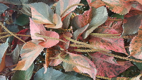 Red Plant with flowers on wires shapes My mother has some of these plants when living in Tecoman and I'm happy to see them again. Fall,Geotagged,Mexico