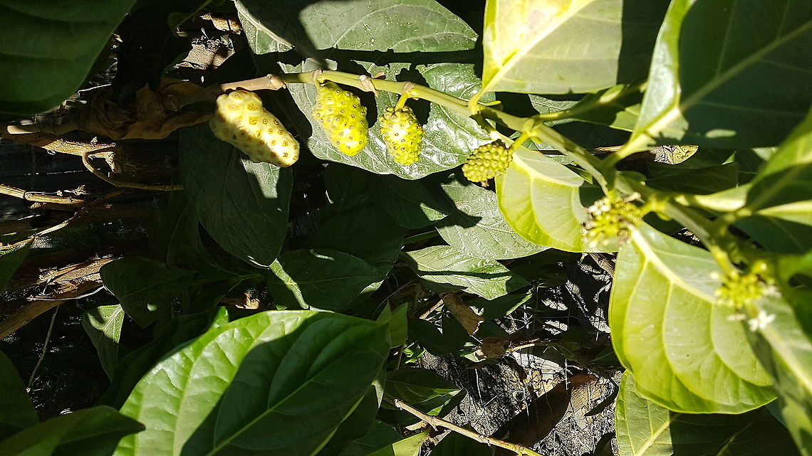 Noni Fruit and Plant I'm participating on a public program in my Country and saw this plant on a house Geotagged,Great Morinda,Mexico,Morinda citrifolia,Winter
