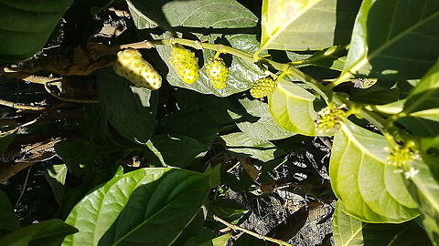 Noni Fruit and Plant I'm participating on a public program in my Country and saw this plant on a house Geotagged,Great Morinda,Mexico,Morinda citrifolia,Winter