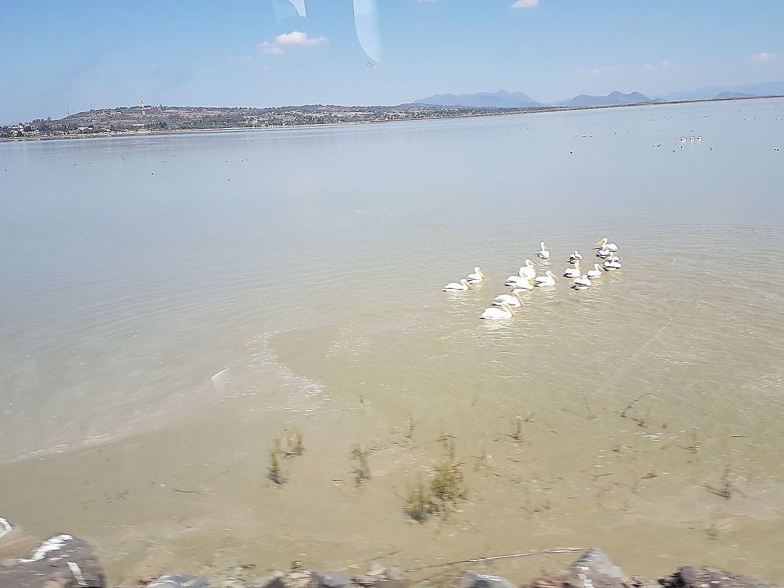 White Pelicans On a trip trough the Cuitzeo Lake, were some Pelicans that I took this picture, hope you like it and cheers American White Pelican,Geotagged,Mexico,Pelecanus erythrorhynchos,White Pelicans,Winter