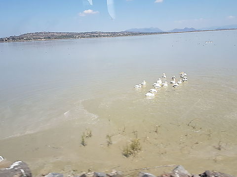 White Pelicans On a trip trough the Cuitzeo Lake, were some Pelicans that I took this picture, hope you like it and cheers American White Pelican,Geotagged,Mexico,Pelecanus erythrorhynchos,White Pelicans,Winter