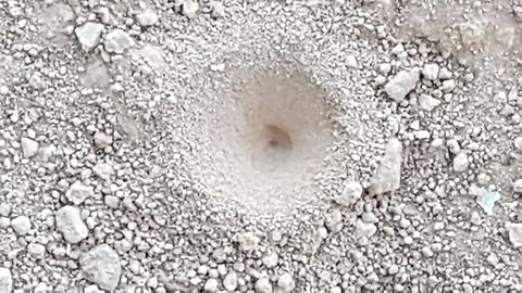 Lion's Ant Hole These kind of insects make holes in the ground to catch and eat other insects, most of them being ants. Geotagged,Mexico,Winter,lion ant,lions ant hole