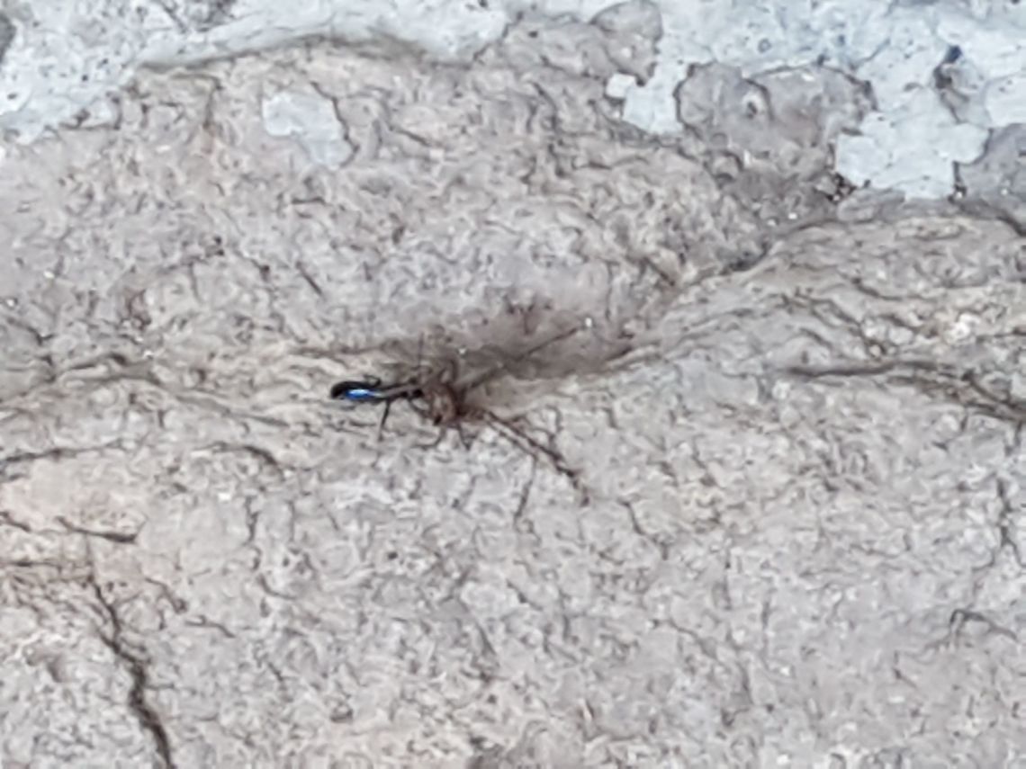 Black Wasp taking a Spider to her Net It was on my way and took the pic, greetings Geotagged,Mexico,Winter