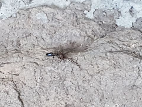 Black Wasp taking a Spider to her Net It was on my way and took the pic, greetings Geotagged,Mexico,Winter