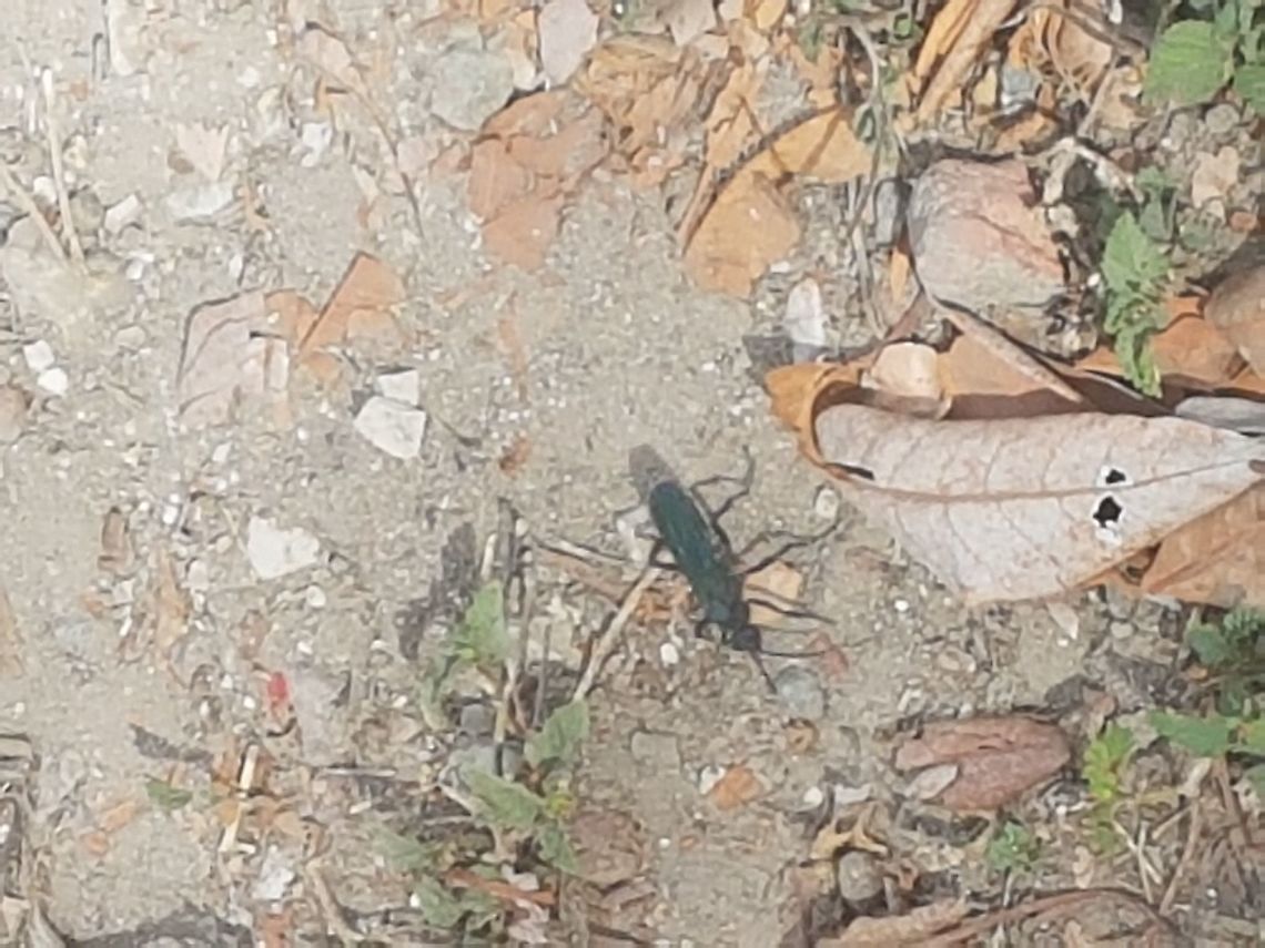 Giant Black Wasp I was walking and saw it, enjoy the picture. Geotagged,Mexico,Winter