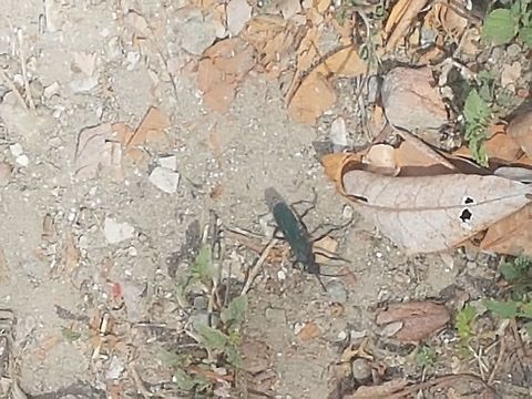 Giant Black Wasp I was walking and saw it, enjoy the picture. Geotagged,Mexico,Winter