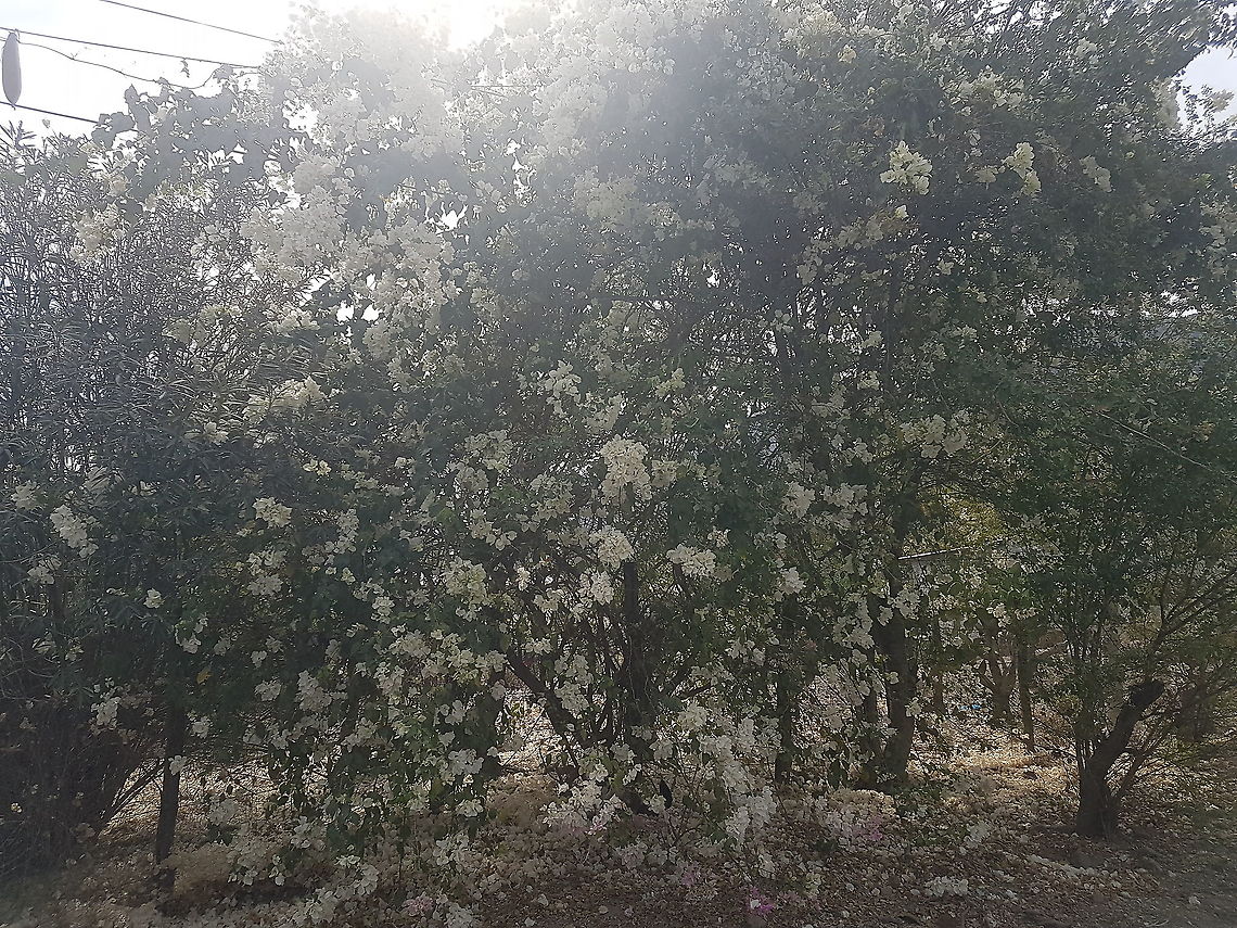 White and Pink Bugambilia I think it's stressed because has a lot of flowers Geotagged,Mexico,Winter