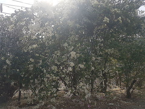 White and Pink Bugambilia I think it's stressed because has a lot of flowers Geotagged,Mexico,Winter