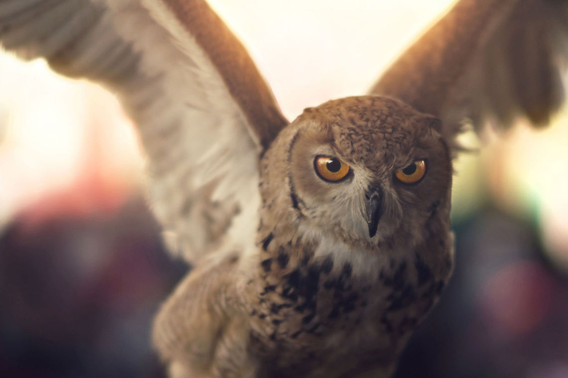 contest  Africa,Egypt,egyptian owl,owl,sony,vivitar