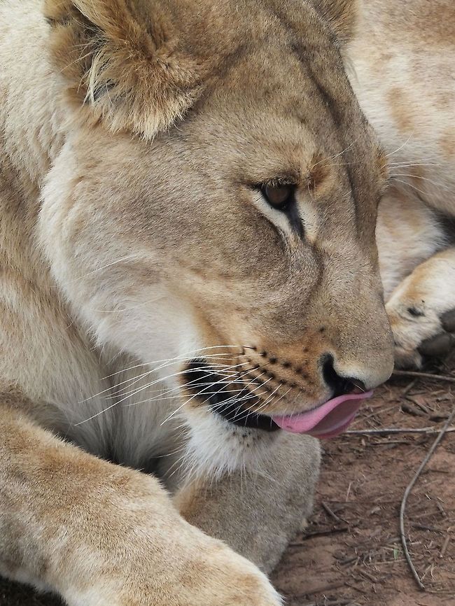 Walking with Lions  Lion,Panthera leo