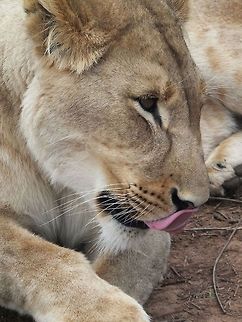Walking with Lions  Lion,Panthera leo