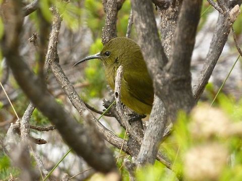 Sunbird on Table Mountain  Anthobaphes violacea,Orange-breasted Sunbird