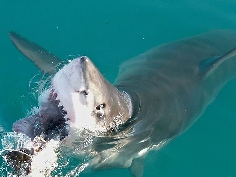 Jaws!  Carcharodon carcharias,Great white shark