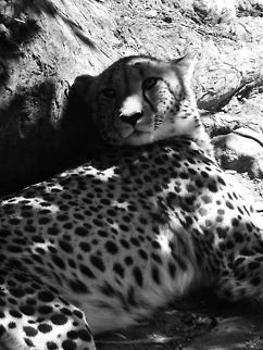 Cheetah relaxing in the shade  Acinonyx jubatus,Cheetah