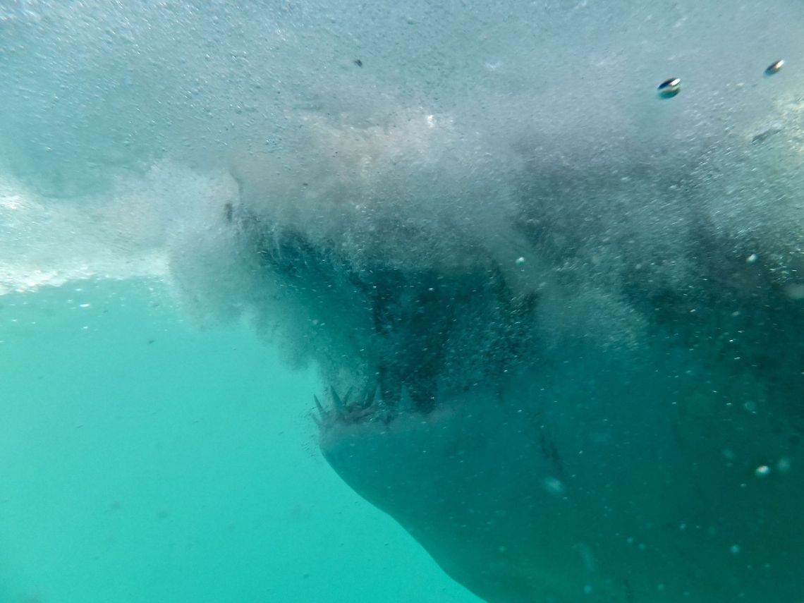 Up close and personal with the Great White Shark  Carcharodon carcharias,Great white shark
