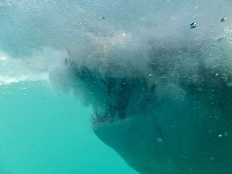 Up close and personal with the Great White Shark  Carcharodon carcharias,Great white shark