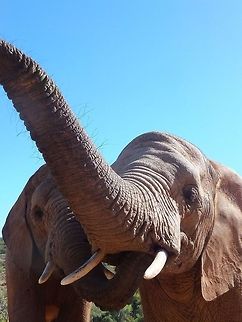 elephant friends  African bush elephant,Loxodonta africana