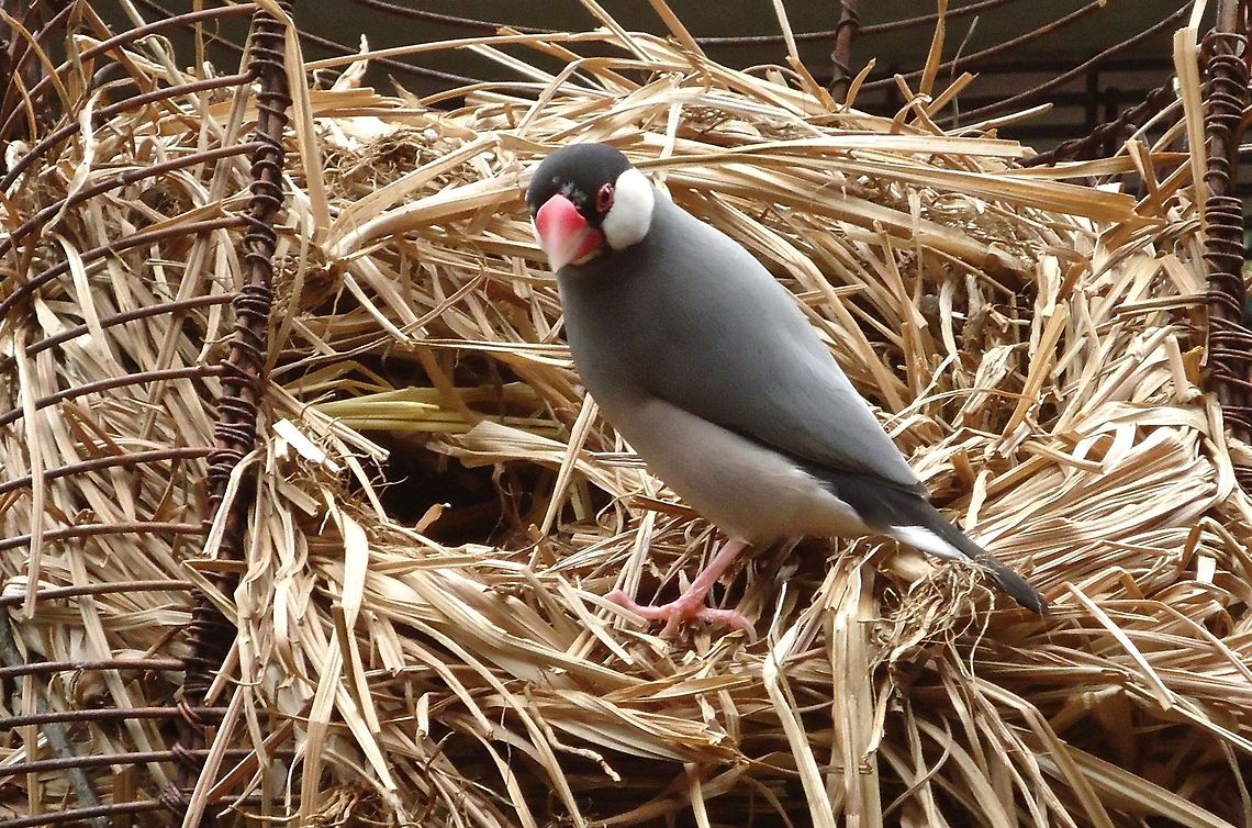 Java Sparrow  Java Sparrow,Lonchura oryzivora