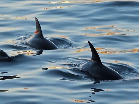 Cape Town Dolphins at dusk