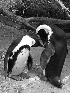 Pair of African Penguins  African Penguin,Spheniscus demersus
