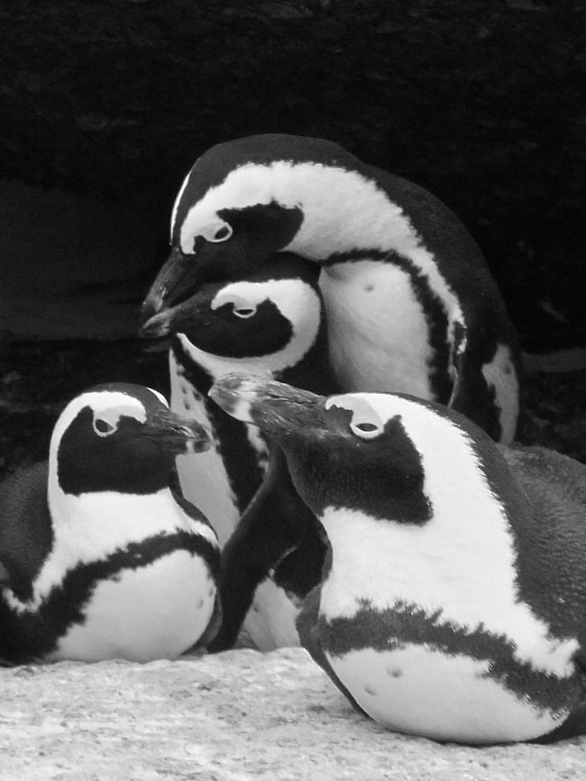 huddle of penguins  African Penguin,Spheniscus demersus