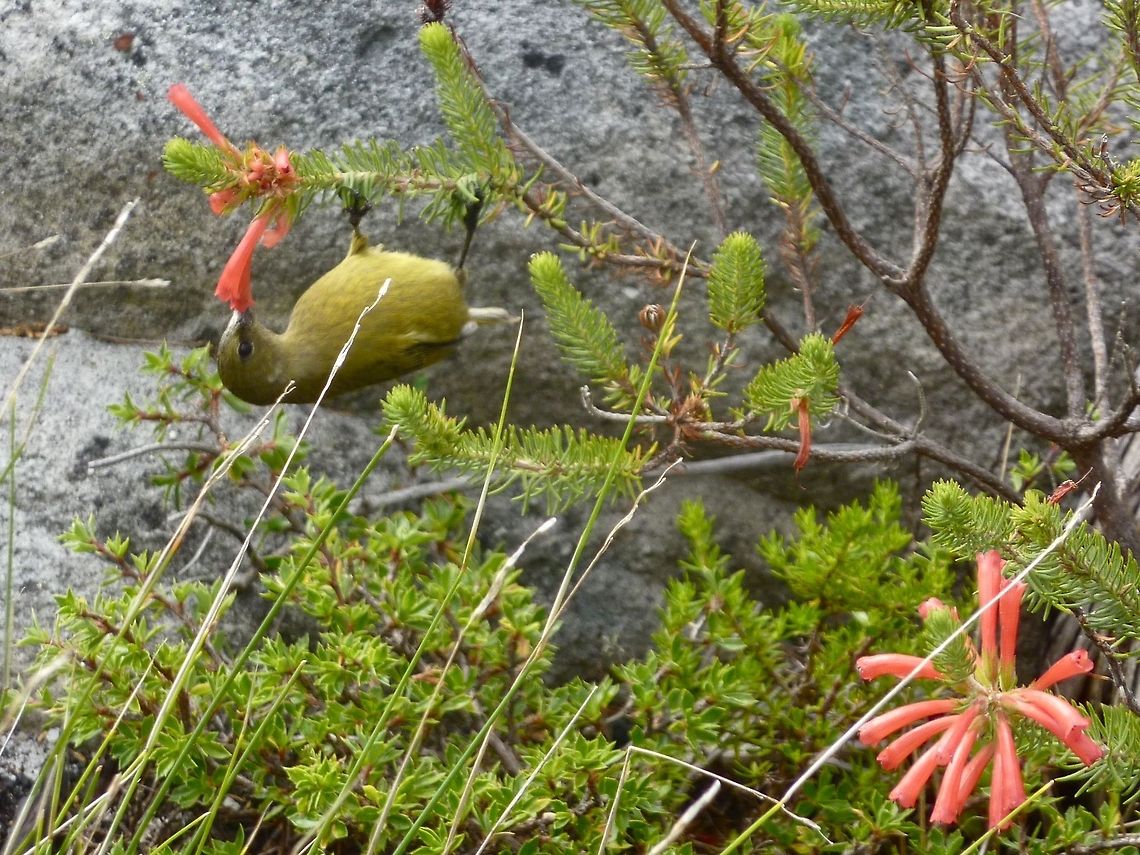 feeding sunbird  Anthobaphes violacea,Orange-breasted Sunbird
