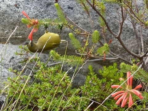 feeding sunbird  Anthobaphes violacea,Orange-breasted Sunbird