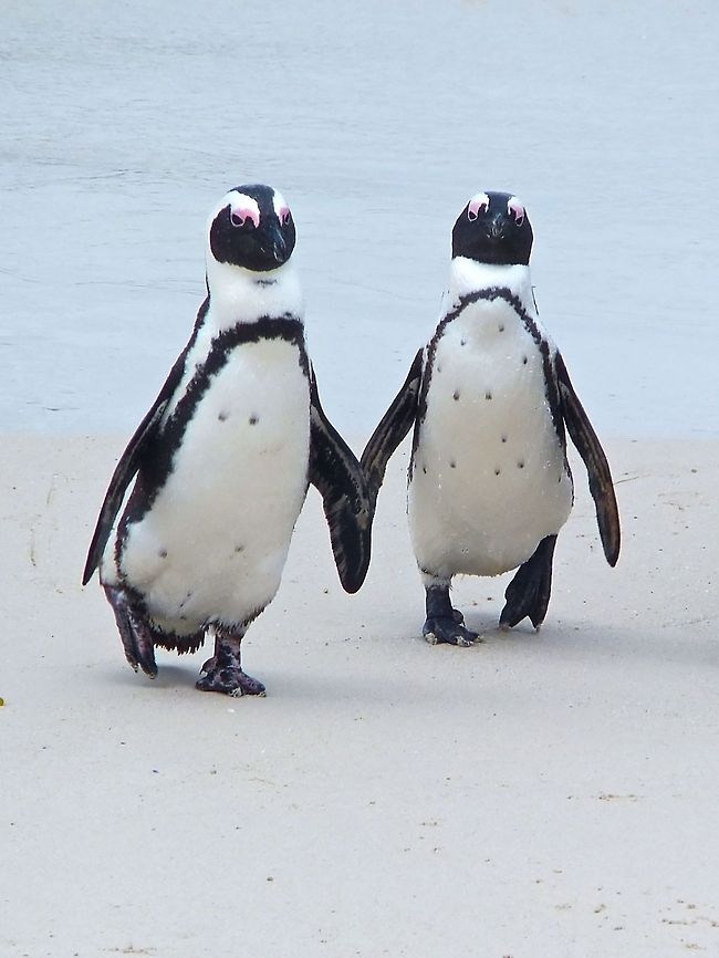 walking flipper in flipper  African Penguin,Spheniscus demersus