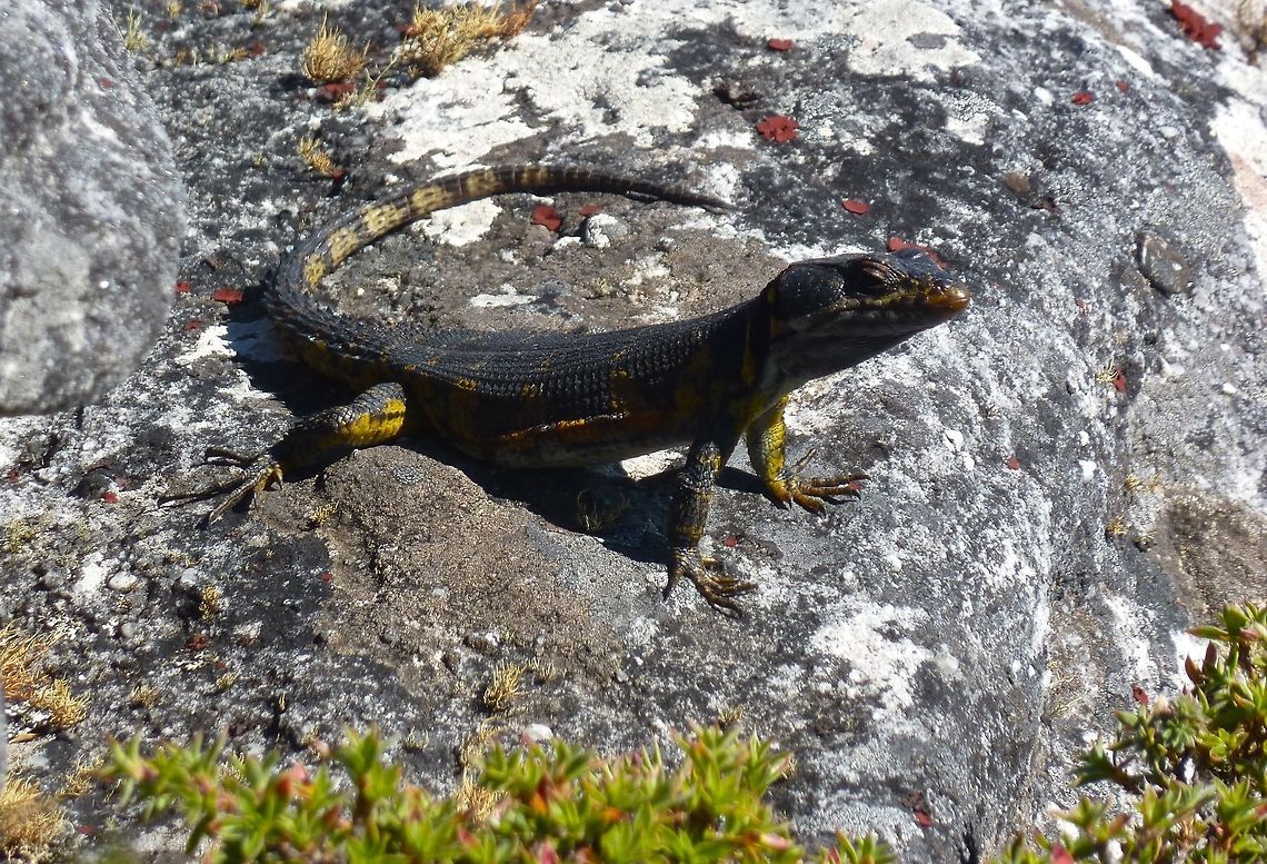 Agama lizard on Table Mountain  Agama atra,Southern rock agama
