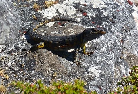 Agama lizard on Table Mountain  Agama atra,Southern rock agama