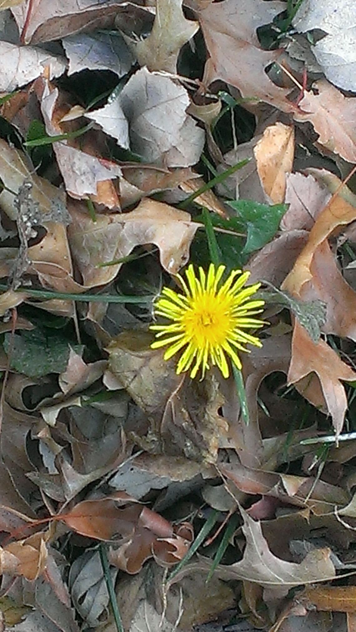 dandelion Dandelion  Common dandelion,Taraxacum officinale