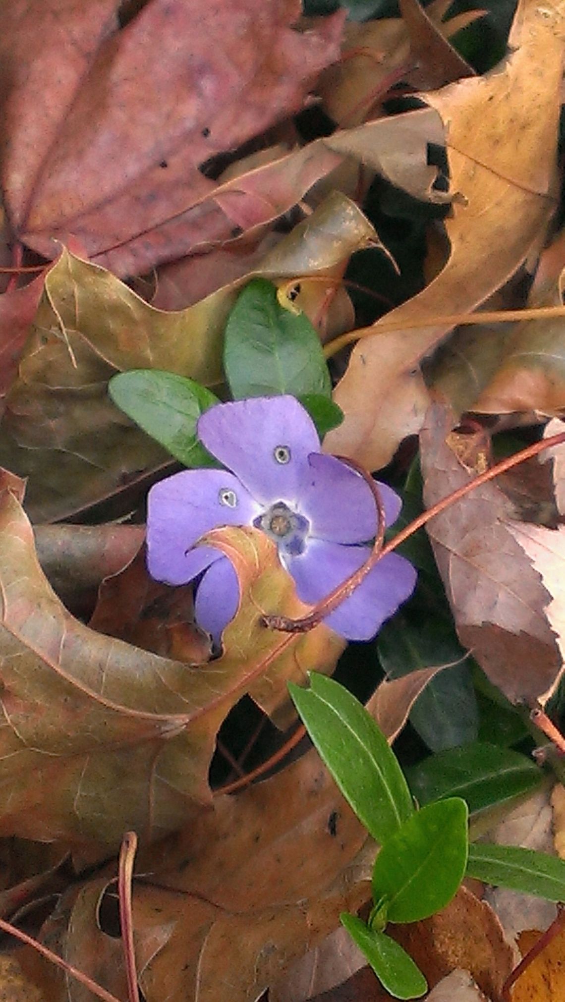 vinca vine  Blue periwinkle,Vinca major
