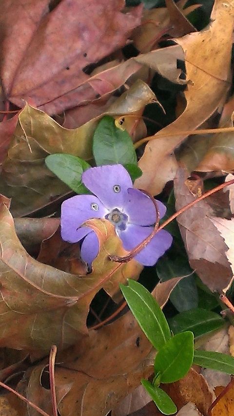 vinca vine  Blue periwinkle,Vinca major