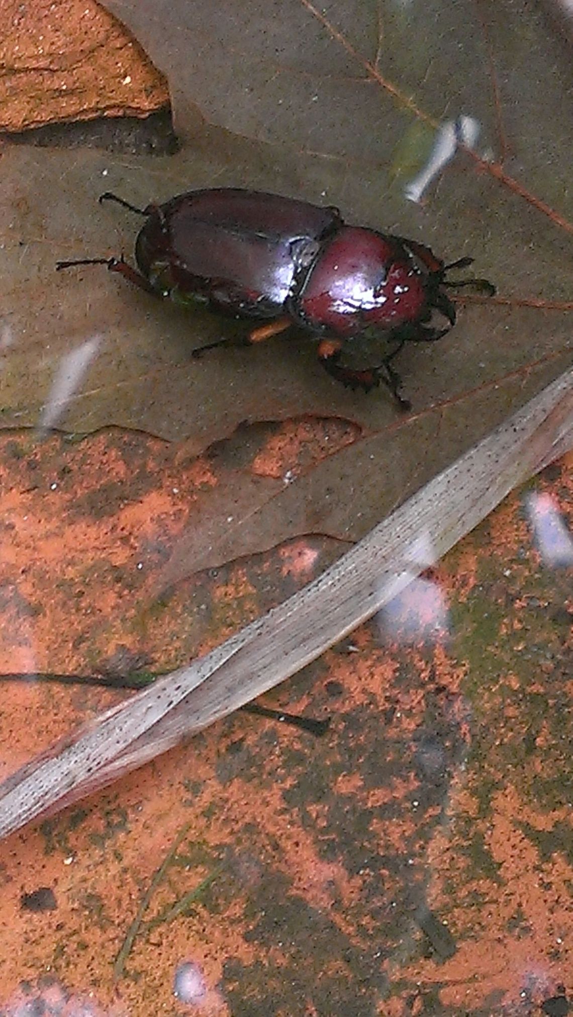 Gone for a swim Found this Stag beetle in my backyard &amp; found it beautiful. stag beetle
