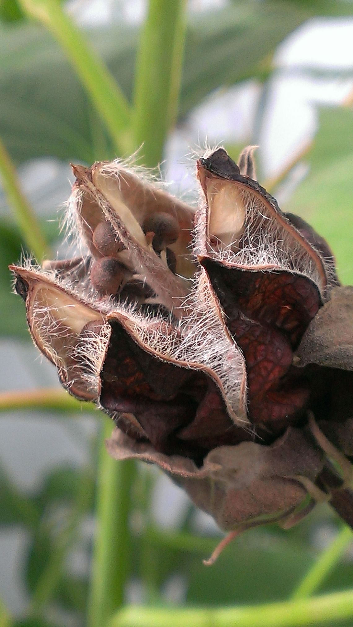 perennial hibiscus seed pod This is one of the many seed pods from my White Perennial Hibiscus. Hibiscus moscheutos