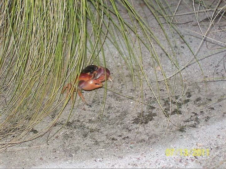little buddy Crab we saw in Aruba