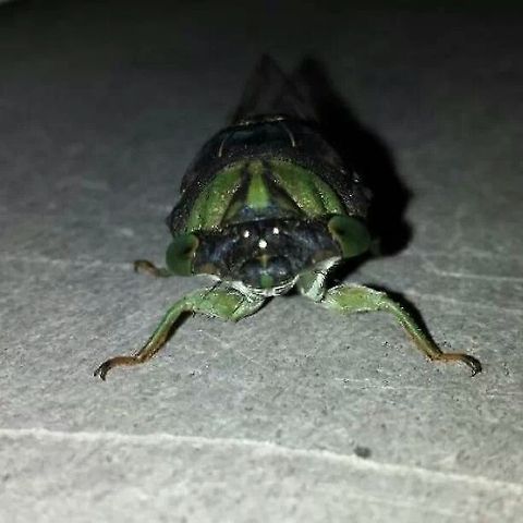 Heres looking at ya... Cicadas that were swarming around our area last year. Insects,cicada,locusts