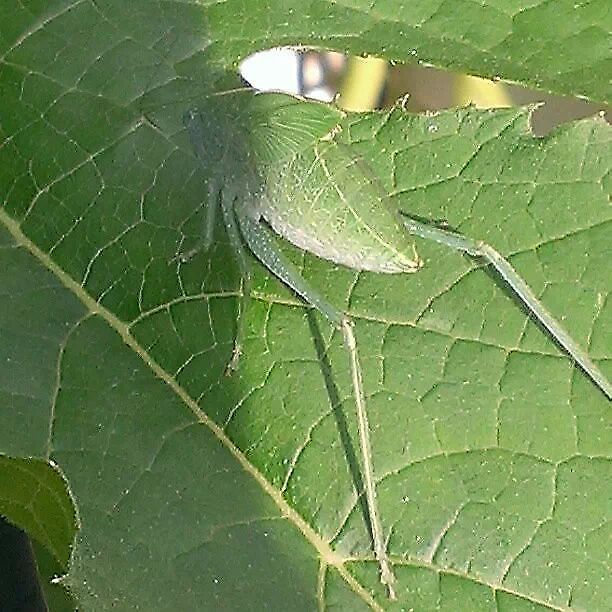 Can ya see me now ?!?! Leaf hopper hanging out in backyard. Common True Katydid,Giant Katydid