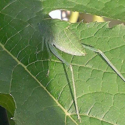 Can ya see me now ?!?! Leaf hopper hanging out in backyard. Common True Katydid,Giant Katydid