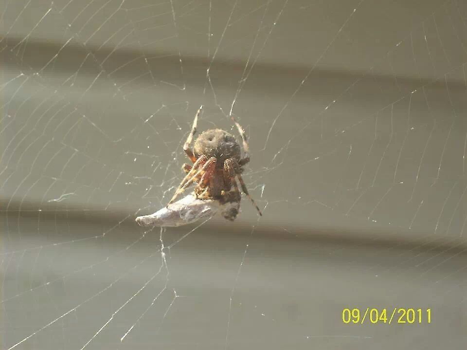 Just hanging around One of the many spiders I catch hanging around my garden... Australian garden orb weaver spider,Eriophora transmarina