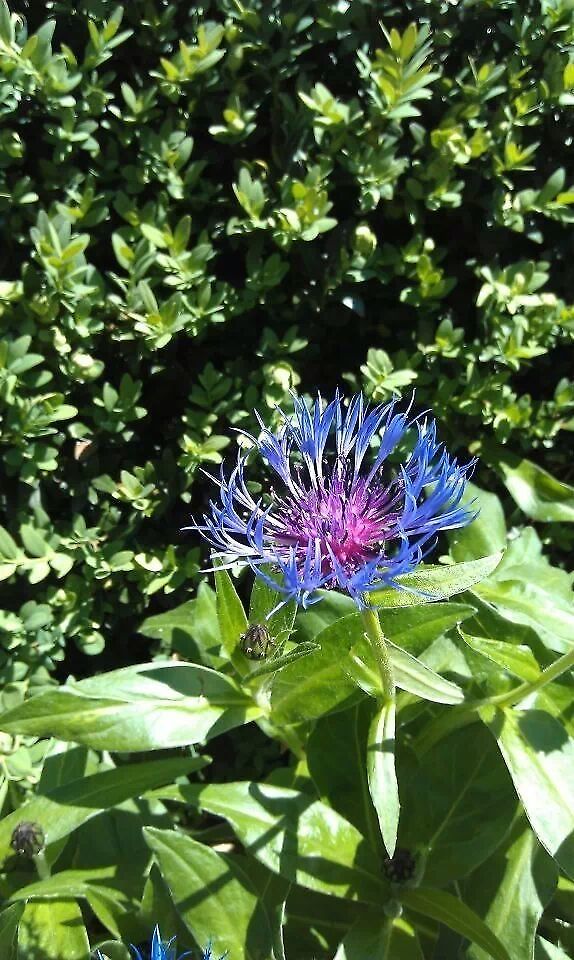 brooklyn botanical gardens  Centaurea montana,Mountain cornflower