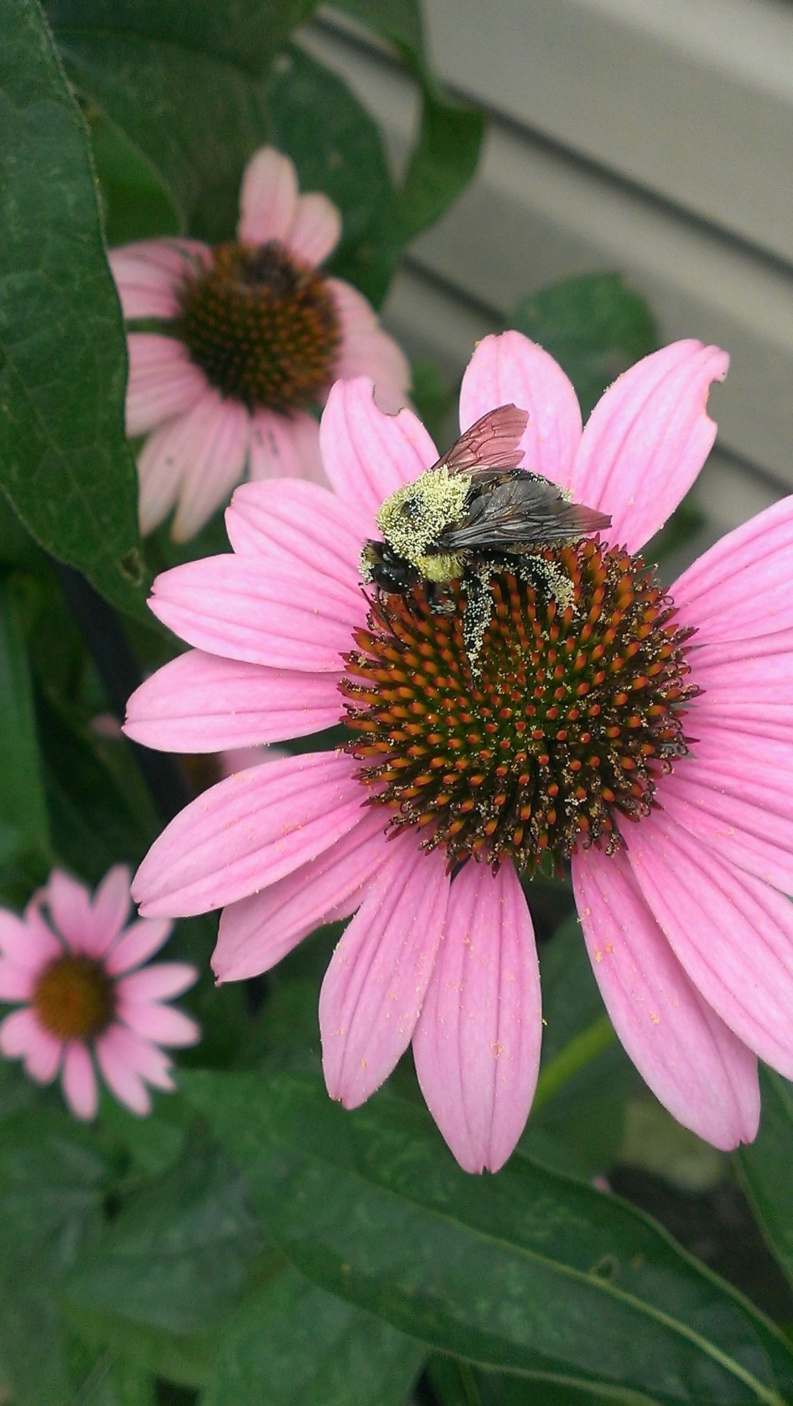 Dusty Bumblebee on my echinacea in my backyard. Bombus griseocollis