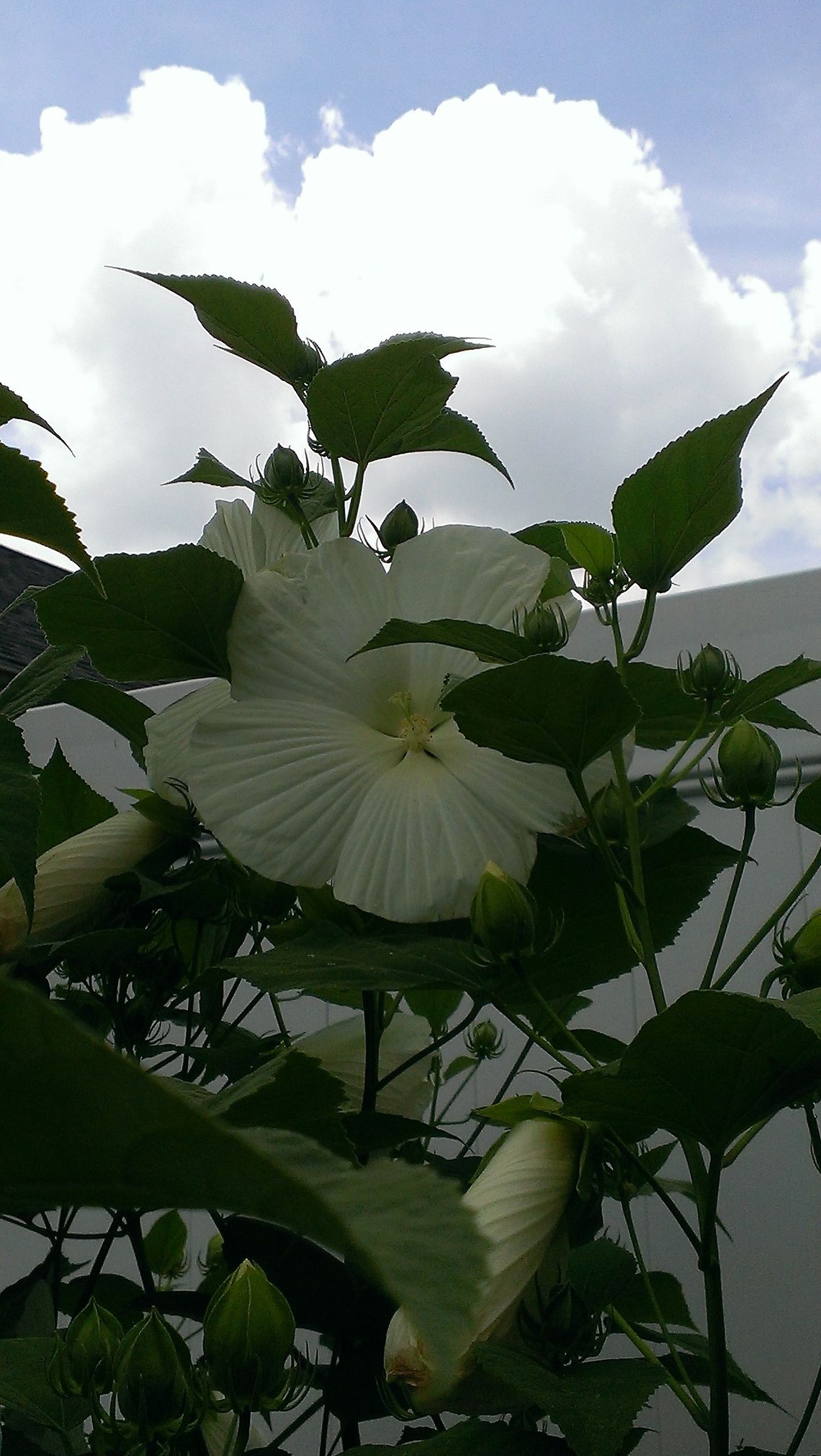 white perennial hibiscus with flowers and beautiful sky backdrop. Probably the Blue River II hybrid cultivar Hibiscus moscheutos